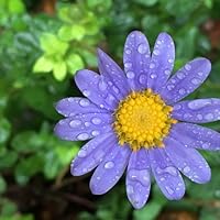 Profile Image for Rain.